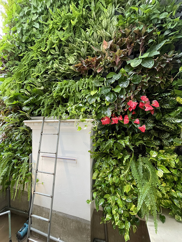 Thi công tường cây xanh